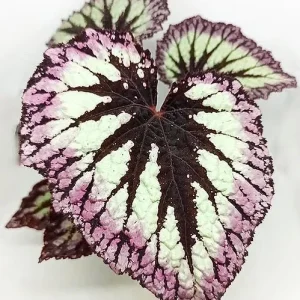 Fire Woman Begonia Live Plant - 2 Rex Begonia Starter Plants 5-7 Inch Tall Indoor/Outdoor - Image 3