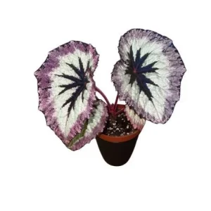 Fire Woman Begonia Live Plant - 2 Rex Begonia Starter Plants 5-7 Inch Tall Indoor/Outdoor - Image 4