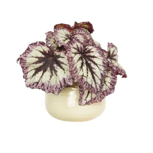 Fire Woman Begonia Live Plant - 2 Rex Begonia Starter Plants 5-7 Inch Tall Indoor/Outdoor - Image 6