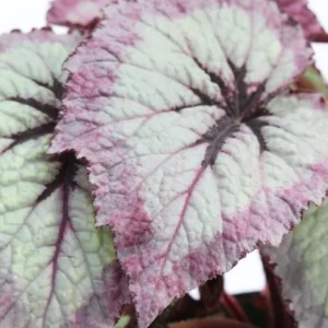 Fire Woman Begonia Live Plant - 2 Rex Begonia Starter Plants 5-7 Inch Tall Indoor/Outdoor - Image 8