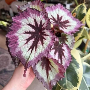 Fire Woman Begonia Live Plant - 2 Rex Begonia Starter Plants 5-7 Inch Tall Indoor/Outdoor - Image 9