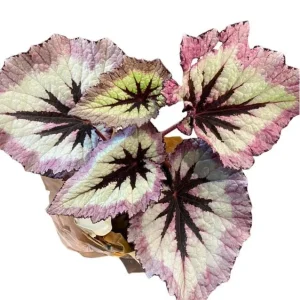 Fire Woman Begonia Live Plant - 2 Rex Begonia Starter Plants 5-7 Inch Tall Indoor/Outdoor - Image 1