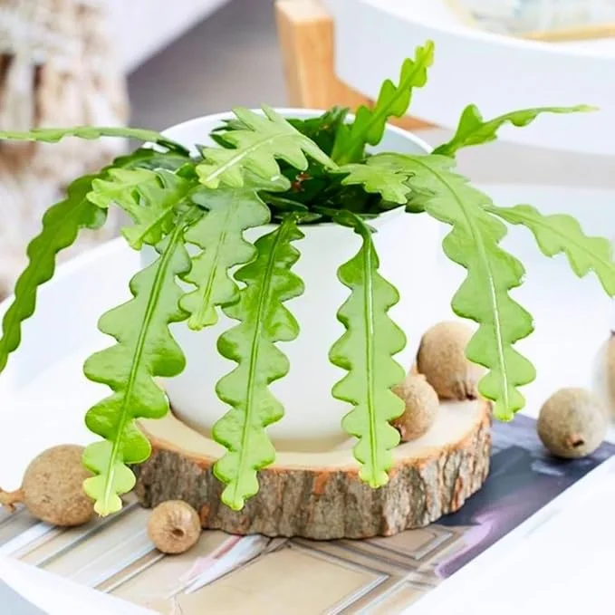 Fishbone Cactus Live Plant - Epiphyllum Anguliger, 2 Inch Pot, Indoor/Outdoor - Image 4