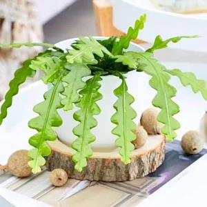 Fishbone Cactus Live Plant - Epiphyllum Anguliger, 2 Inch Pot, Indoor/Outdoor - Image 6