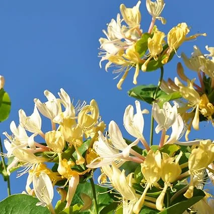 Fragrant Honeysuckle Live Plants, Set of 2, 8-12 Inches Tall, Outdoor Vine - Image 3