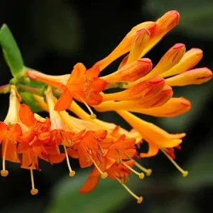 Fragrant Mandarin Honeysuckle Live Vine - Climbing Perennial Plant, 5-10 Inches Tall - Image 5