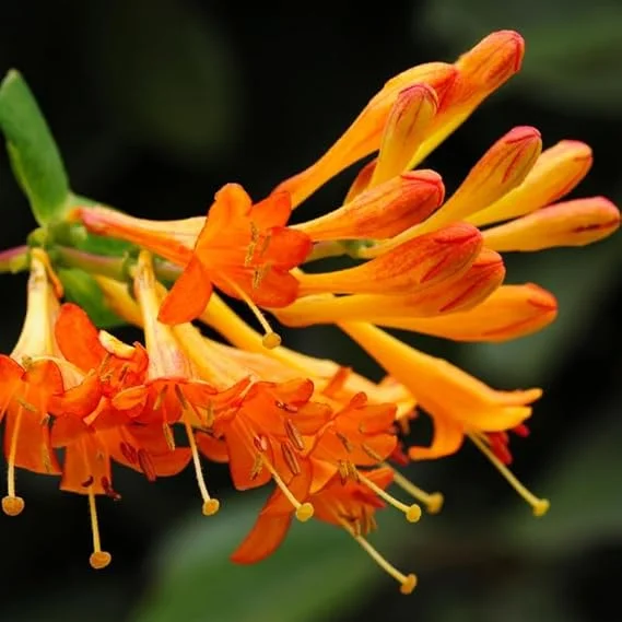 Fragrant Mandarin Honeysuckle Live Vine - Climbing Perennial Plant, 5-10 Inches Tall - Image 7