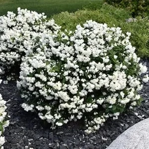 Fragrant Mock Orange Live Shrub Plant in Pot, 5-10 Inches Tall, Outdoor - Image 3