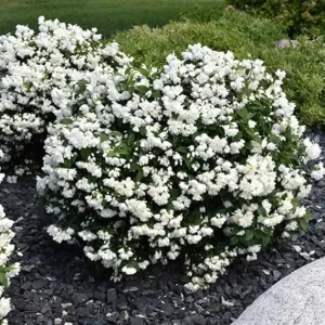 Fragrant Mock Orange Live Shrub Plant in Pot, 5-10 Inches Tall, Outdoor - Image 5