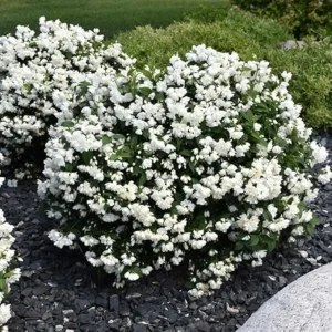 Fragrant Mock Orange Live Shrub Plant in Pot, 5-10 Inches Tall, Outdoor - Image 1