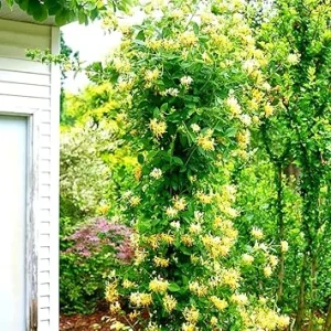 Fragrant Yellow White Climbing Honeysuckle Live Vine Plant, 5-10 Inches Tall, Outdoor - Image 2