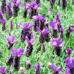 French Lavender Live Plant - 4" Pot, 5-9" Tall, Purple Fragrant Bush - Image 2