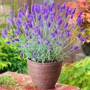 French Lavender Live Plant – 5-9" Tall – Fragrant Purple Blooms – Indoor/Outdoor - Image 2