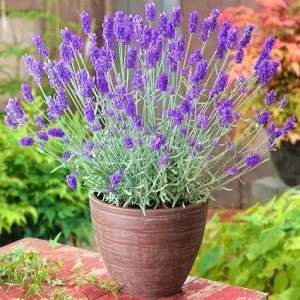 French Lavender Live Plant – 5-9" Tall – Fragrant Purple Blooms – Indoor/Outdoor - Image 1