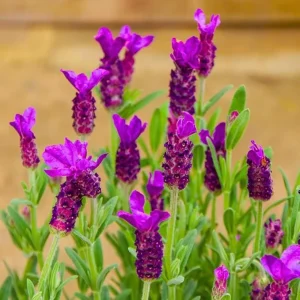 French Lavender Live Plant - Pink Purple Herb, Well-Rooted Plugs, 3-6 Inch Tall Perennial Flowers - Image 4