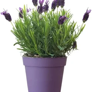 French Lavender Live Plant - Purple Blooms, Cold Hardy, 4-7 Inches Tall - Image 4