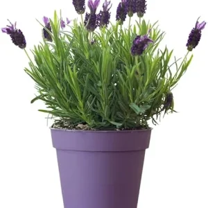 French Lavender Live Plant - Purple Blooms, Cold Hardy, 4-7 Inches Tall - Image 5