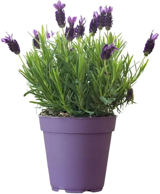 French Lavender Live Plant - Purple Blooms, Cold Hardy, 4-7 Inches Tall - Image 6