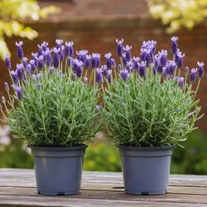 French Lavender Live Plants - 2 Pack, 4-6 Inch Tall Perennial Flowers for Outdoor & Indoor - Image 2