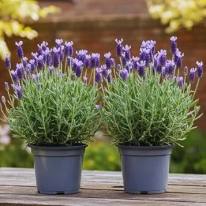 French Lavender Live Plants - 2 Pack, 4-6 Inch Tall Perennial Flowers for Outdoor & Indoor - Image 5