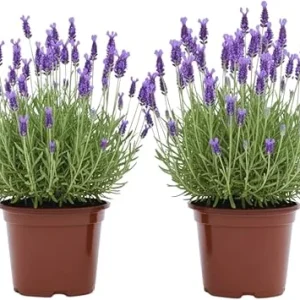French Lavender Live Plants - 2 Pack, 4 Inch Potted, Outdoor/Indoor Fragrant Herb - Image 1