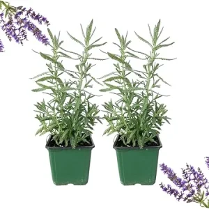 French Lavender Live Plants, Set of 2, 4" Pots, Cold Hardy Fragrant Perennial Herb - Image 2