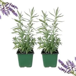 French Lavender Live Plants, Set of 2, 4