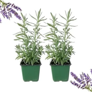 French Lavender Live Plants, Set of 2, 4