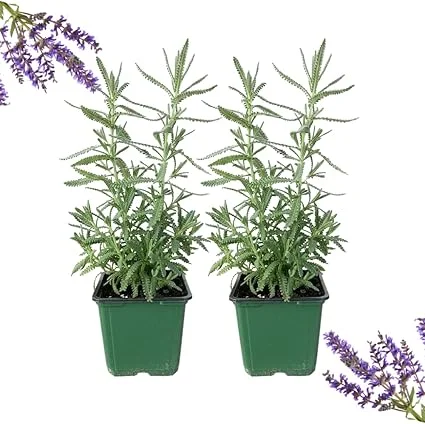 French Lavender Live Plants, Set of 2, 4" Pots, Cold Hardy Fragrant Perennial Herb - Image 6