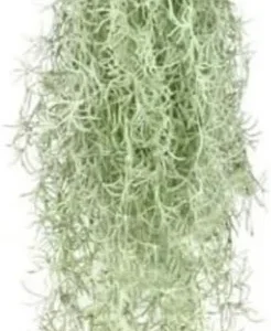 Fresh Spanish Moss Live Air Plant Tillandsia - 1 Clump, 10" Long for Decor - Image 2