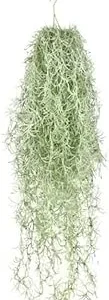 Fresh Spanish Moss Live Air Plant Tillandsia - 1 Clump, 10" Long for Decor - Image 1