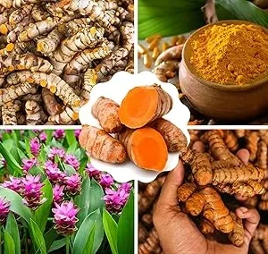 Fresh Turmeric Roots for Planting, 1 Lb Golden Rhizomes, Raw Yellow Curcuma Longa, Live Turmeric Bulbs - Image 2