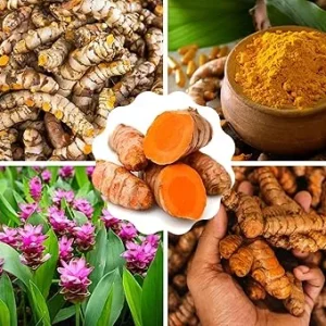Fresh Turmeric Roots for Planting, 1 Lb Golden Rhizomes, Raw Yellow Curcuma Longa, Live Turmeric Bulbs - Image 4