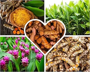 Fresh Turmeric Roots for Planting – 1Lb Raw Yellow Rhizomes – Live Plant – Indoor/Outdoor - Image 2