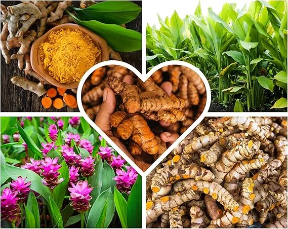 Fresh Turmeric Roots for Planting – 1Lb Raw Yellow Rhizomes – Live Plant – Indoor/Outdoor - Image 4