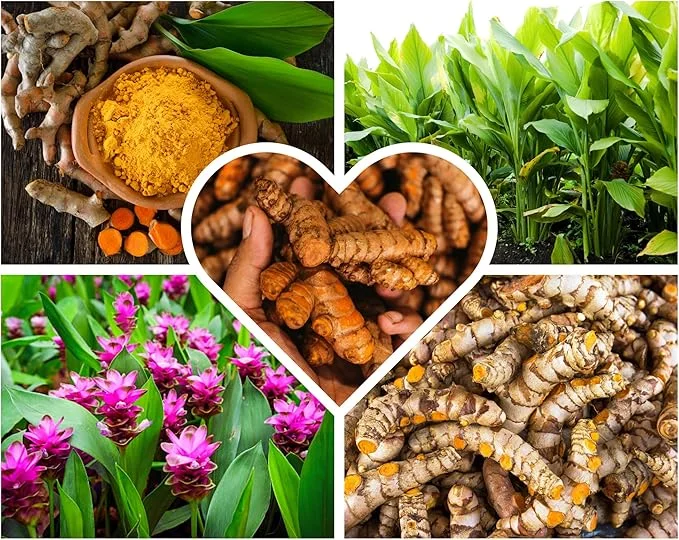 Fresh Turmeric Roots for Planting – 1Lb Raw Yellow Rhizomes – Live Plant – Indoor/Outdoor - Image 5