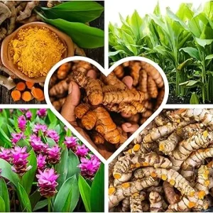 Fresh Turmeric Roots for Planting – 1Lb Raw Yellow Rhizomes – Live Plant – Indoor/Outdoor - Image 6