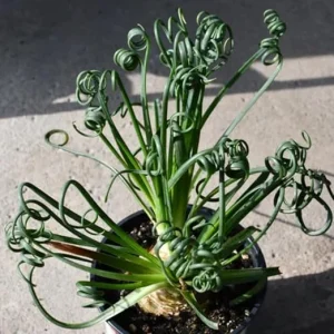 Frizzle Sizzle Albuca Plant Live 3.5 Inch Pot - Rare Spiraling Succulent Indoor - Image 6