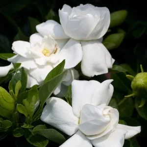 Frostproof Gardenia Jasminoides Live Plant Double White Jasmine Bush 5-8