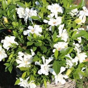 Frostproof Gardenia Jasminoides Live Plant Double White Jasmine Bush 5-8