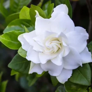 Frostproof Gardenia Jasminoides Live Plant Double White Jasmine Bush 5-8