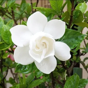 Frostproof Gardenia Jasminoides Live Plant Double White Jasmine Bush 5-8