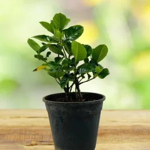 Frostproof Gardenia Jasminoides Live Plant Double White Jasmine Bush 5-8