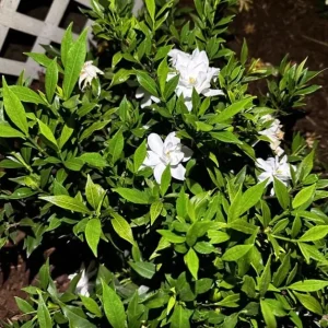 Frostproof Gardenia Live Plant - Fragrant Double White Flowers, 5-8" Tall Starter - Image 2