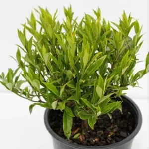 Frostproof Gardenia Live Plant - Fragrant Double White Flowers, 5-8