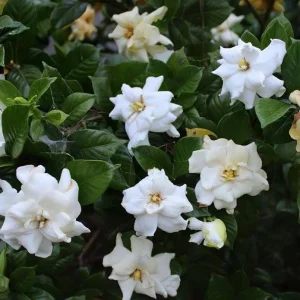 Frostproof Gardenia Live Plant - Fragrant Double White Flowers, 5-8