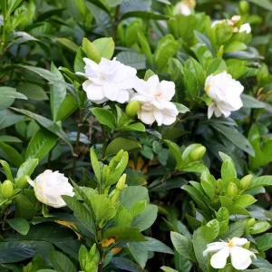 Frostproof Gardenia Live Plant - Fragrant Double White Flowers, 5-8
