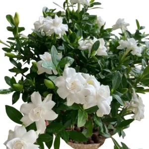 Frostproof Gardenia Live Plant - Fragrant Double White Flowers, 5-8" Tall Starter - Image 1