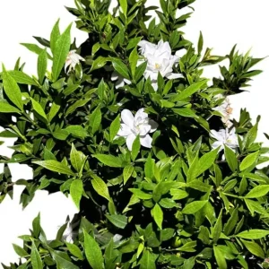 Frostproof Gardenia Live Plant - Fragrant Double White Flowers, 5-8