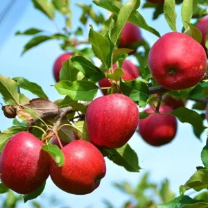 Fuji Apple Tree Live Plant - 2-3 Ft Tall Dormant Bare Root Fruit Tree for Outdoor Planting - Image 3